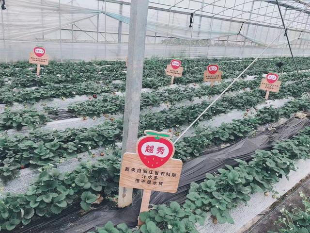 2020,新年“甜”心意,“莓”你不行