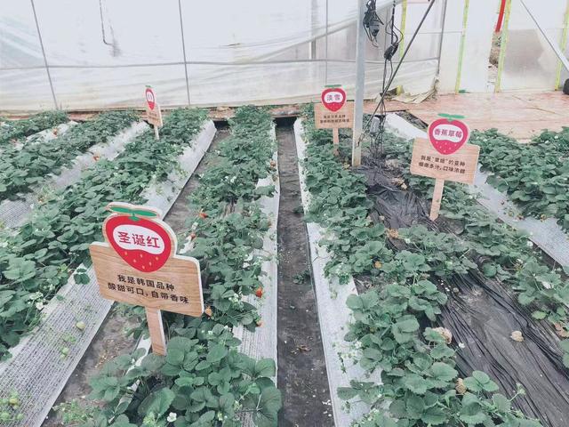 2020,新年“甜”心意,“莓”你不行